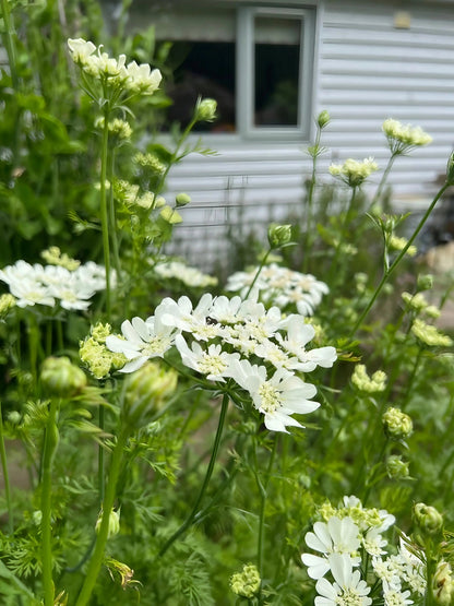 Orlaya Grandiflora