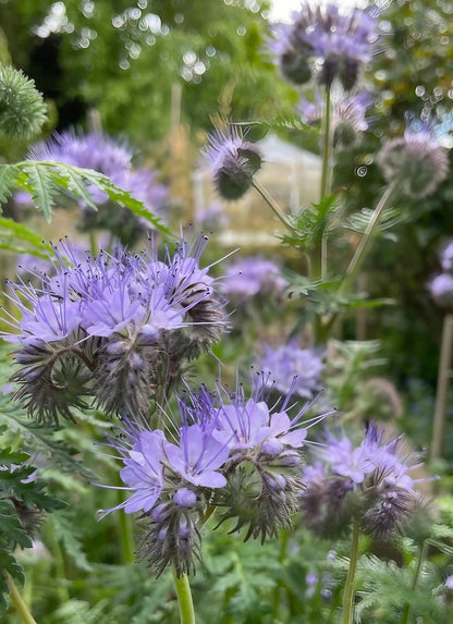 Phacelia