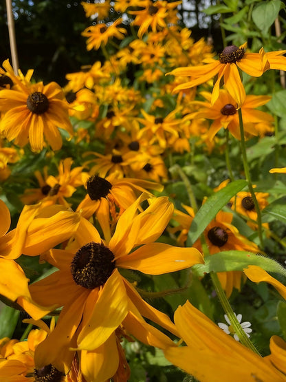 Rudbeckia Marmalade