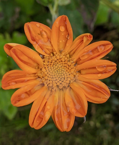 Tithonia Goldfinger
