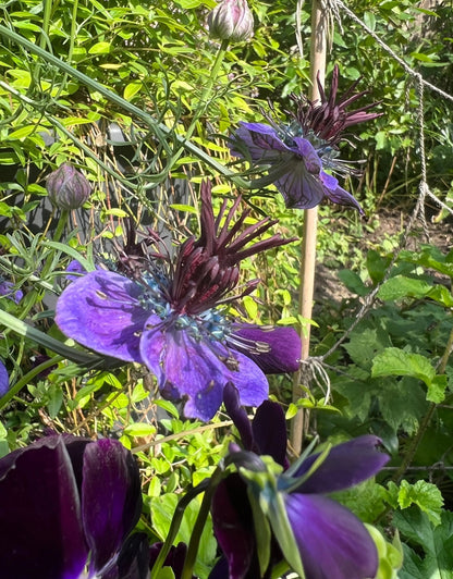 Nigella hispanica