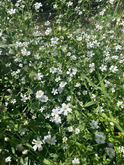 Gypsophila Covent Garden