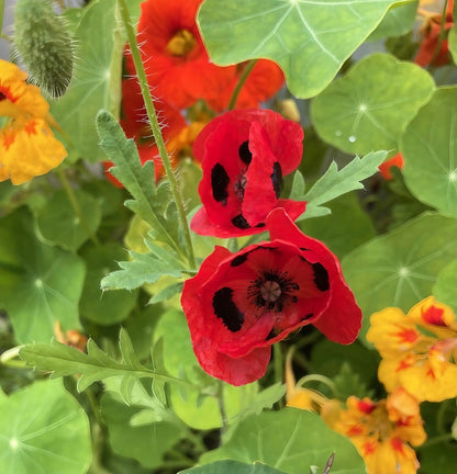 Poppy Ladybird