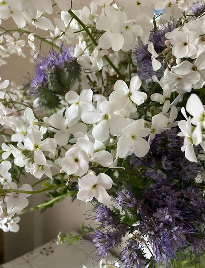 Hesperis White (Sweet Rocket)