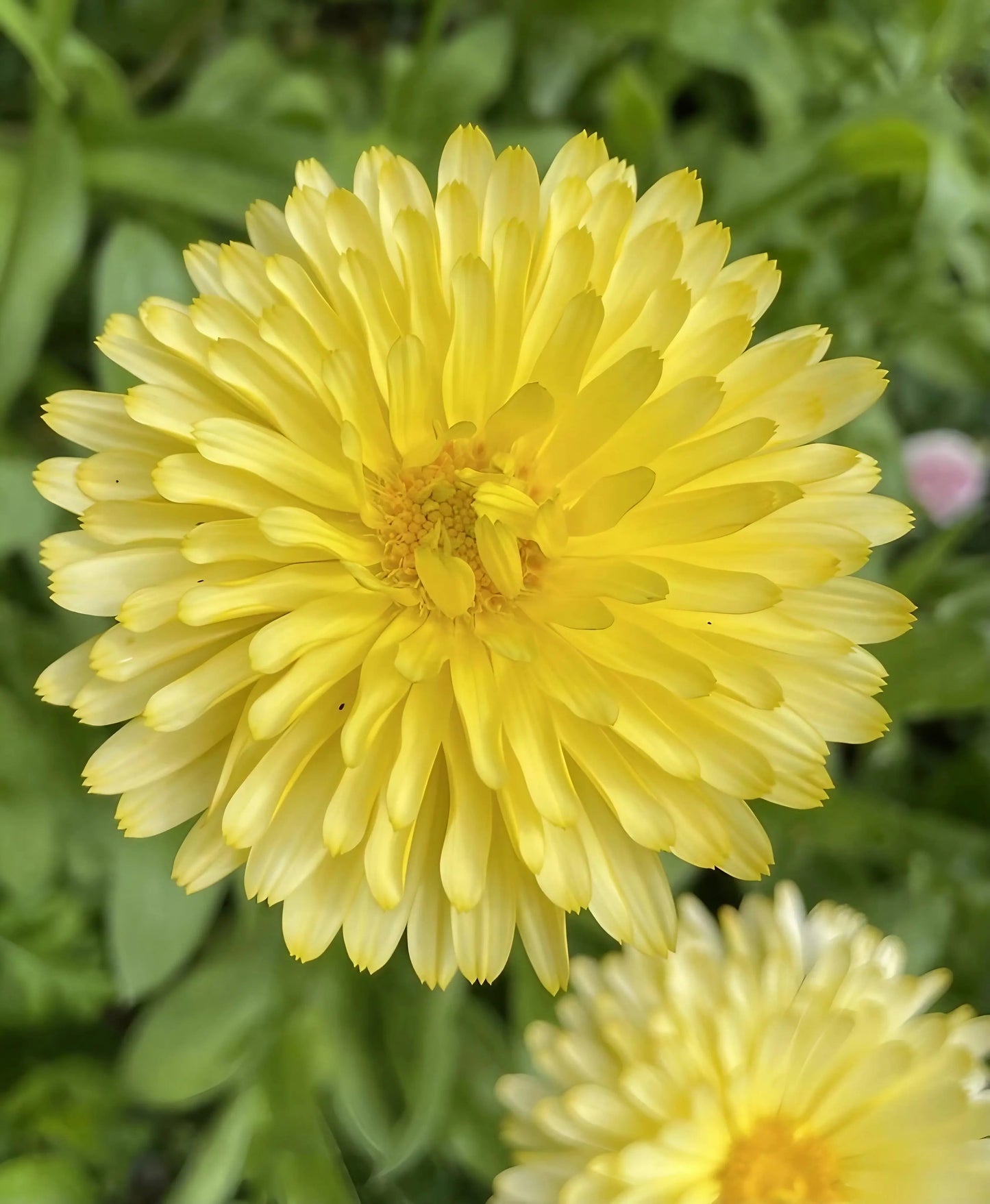 Calendula Pacific Beauty Cream