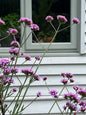 Verbena bonariensis