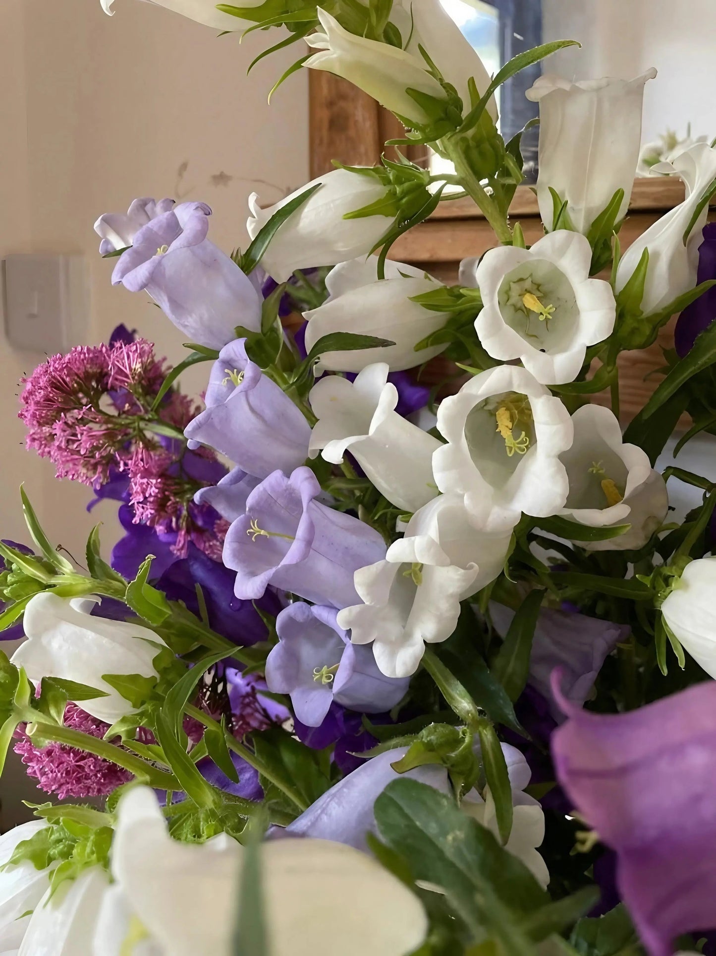 Canterbury Bells Crown Single Mixed