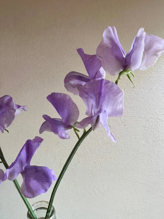 Sweet Pea Leamington