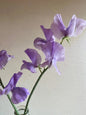 Sweet Pea Leamington