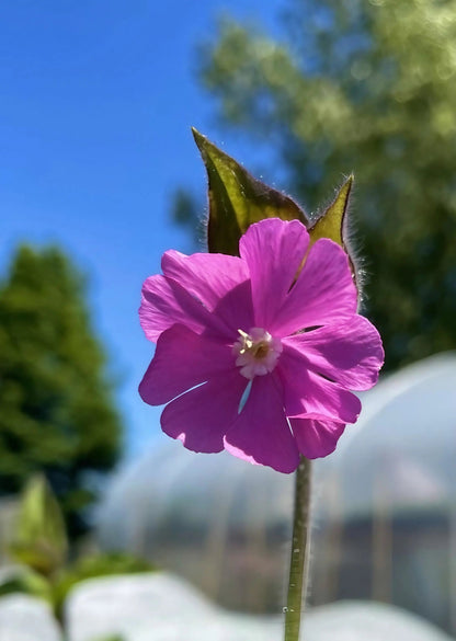 Red Campion