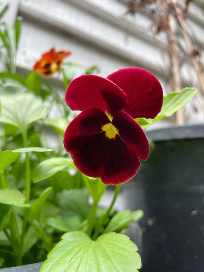 Viola Cornuta Large Flower Mix