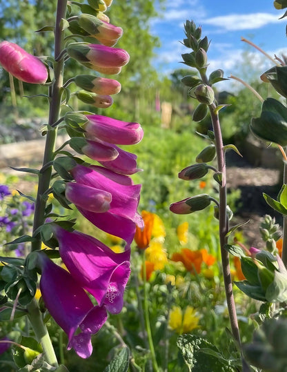 Foxglove Bishy Barnabee Mix