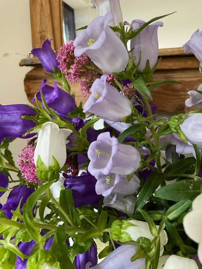 Canterbury Bells Crown Single Mixed