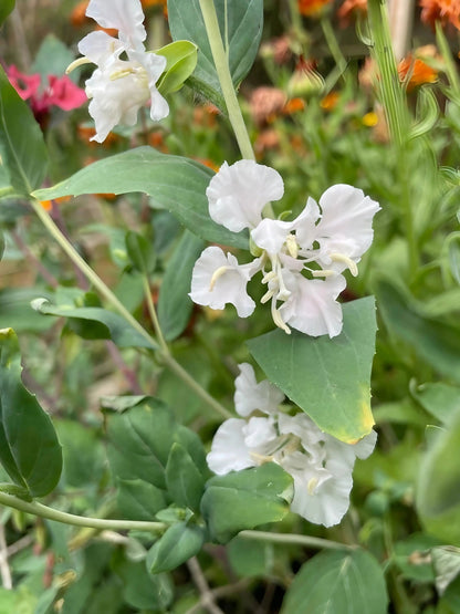 Clarkia Crown Double Mix