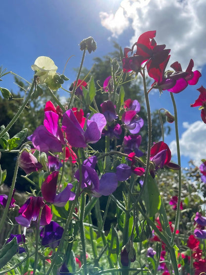 Sweet Pea Bishy Barnabee Mix