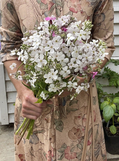 Hesperis Mixed