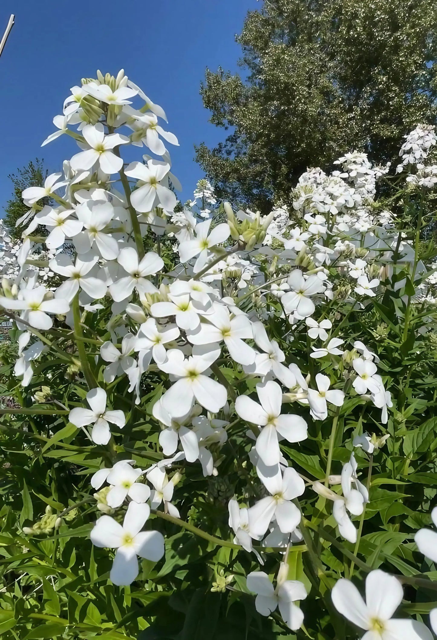 Hesperis Mixed