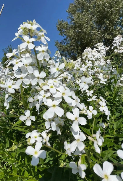 Hesperis Mixed