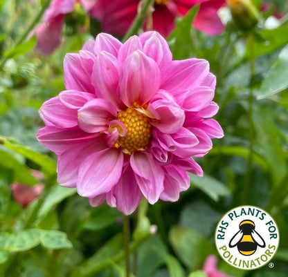 Dahlia Early Bird Mix