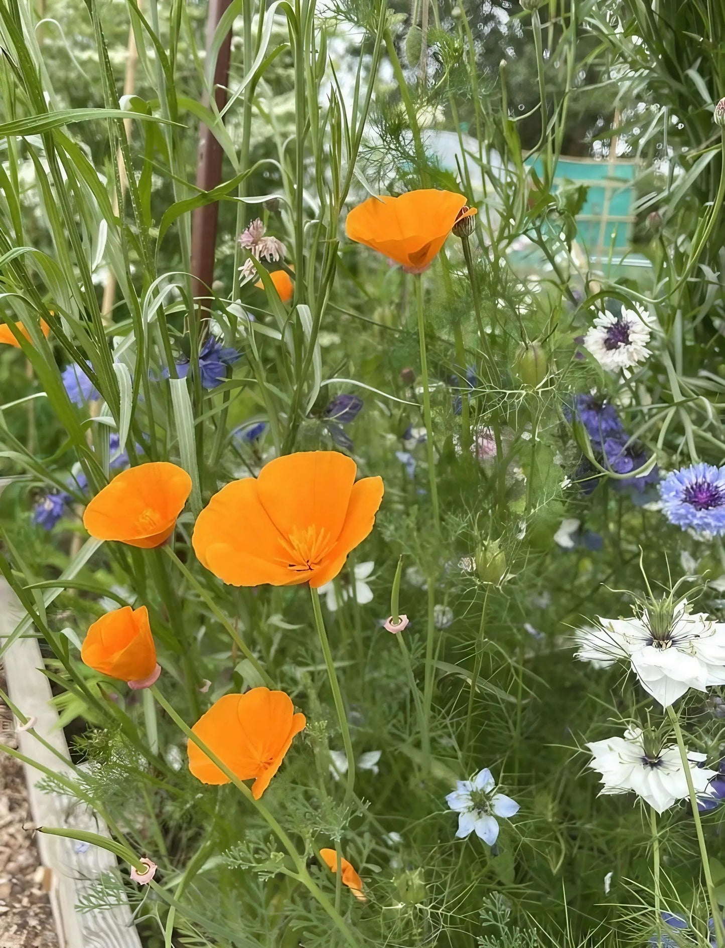 Poppy Californian Golden West