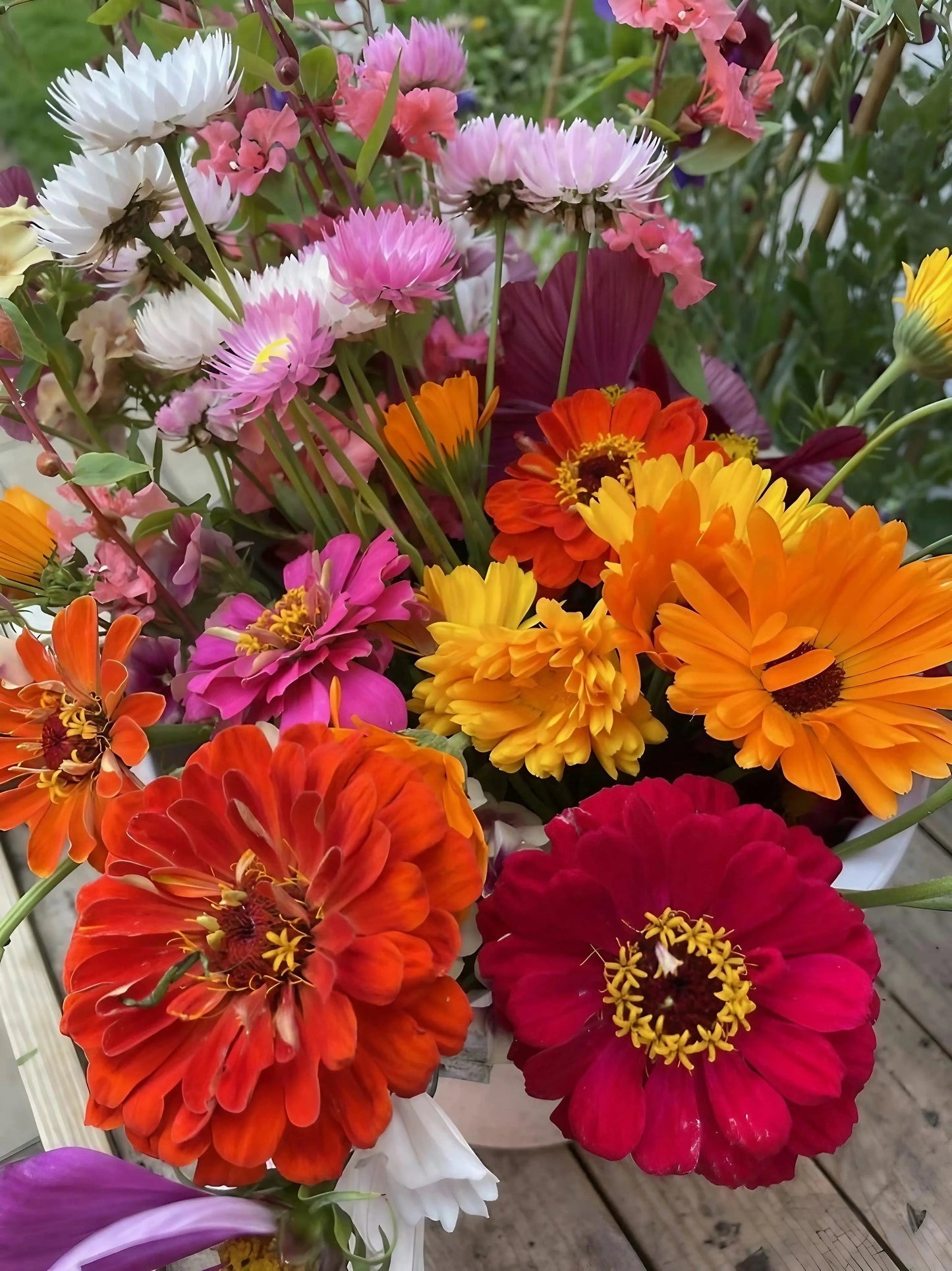 Zinnia Giants of California