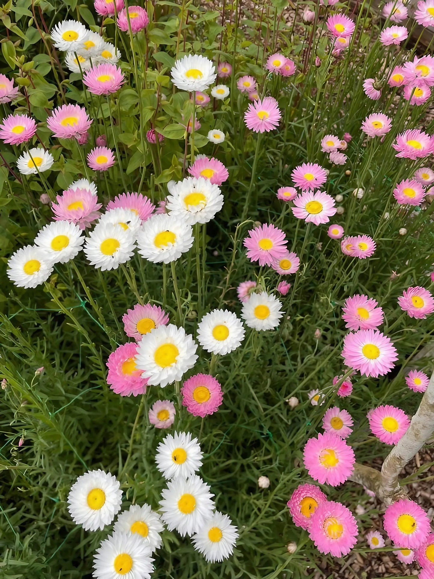 Strawflower Helipterum Roseum Mixed