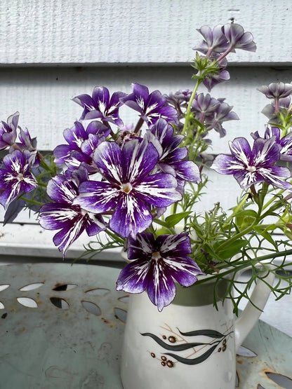 Phlox Sugar Stars