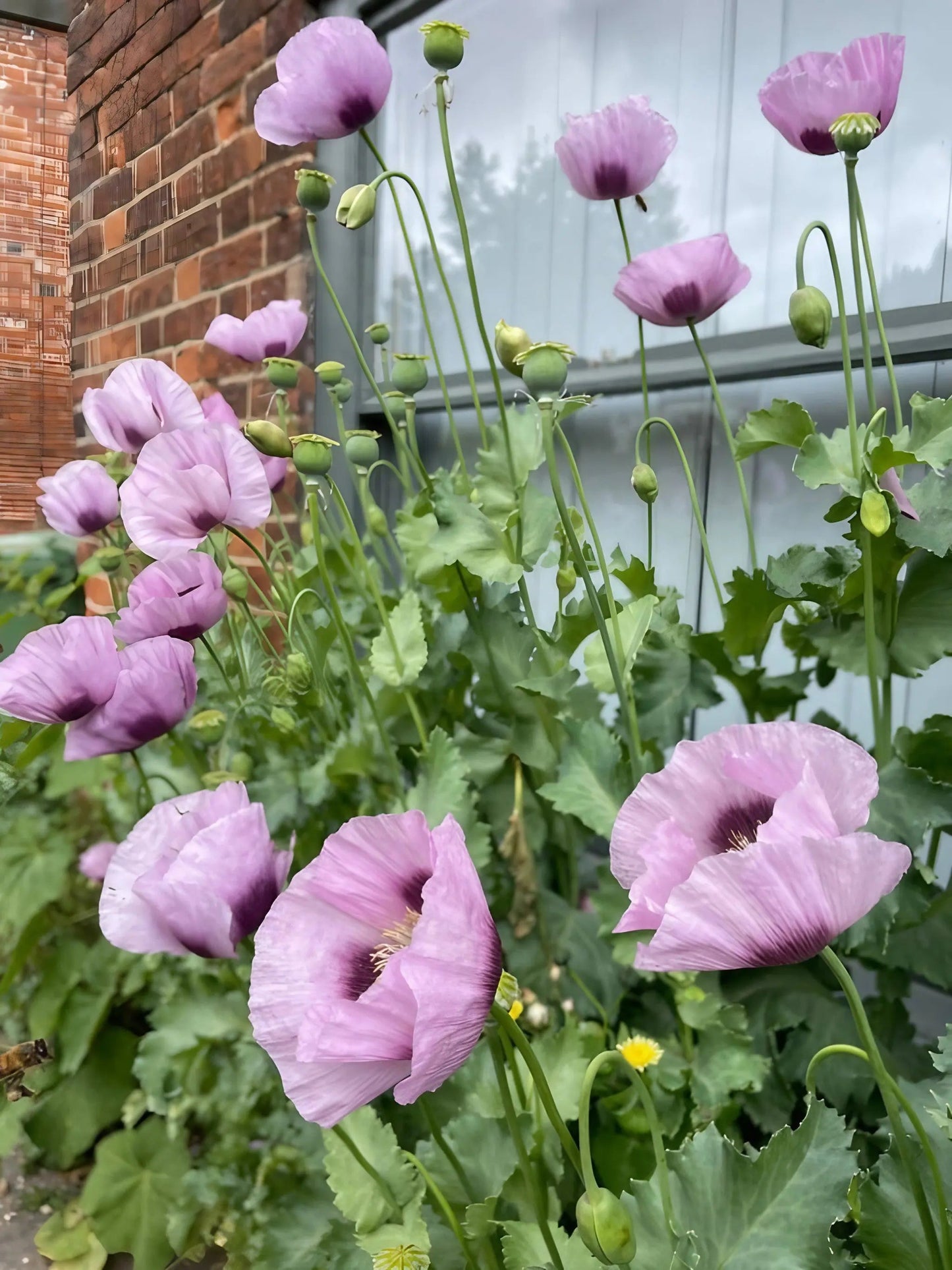 Poppy Hungarian Blue