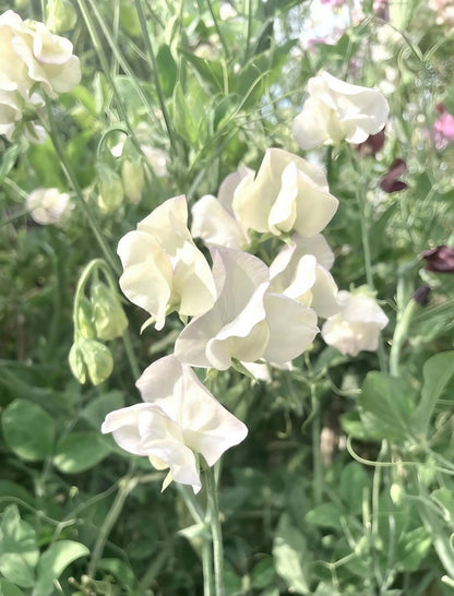Sweet Pea Swan Lake