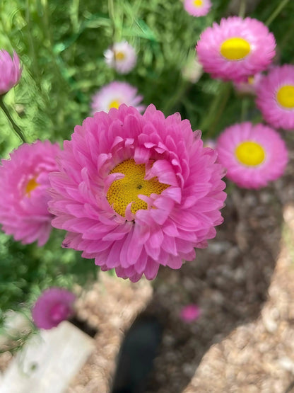 Strawflower Helipterum Roseum Mixed