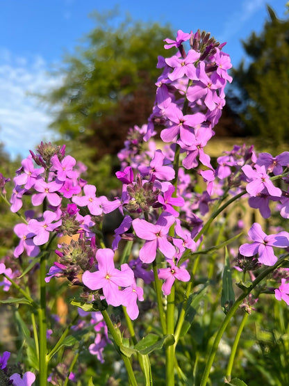Hesperis Mixed