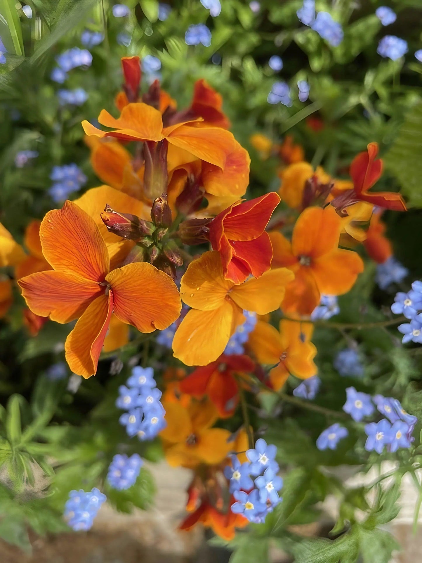 Wallflower Fire King