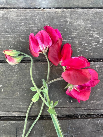 Sweet Pea Winston Churchill