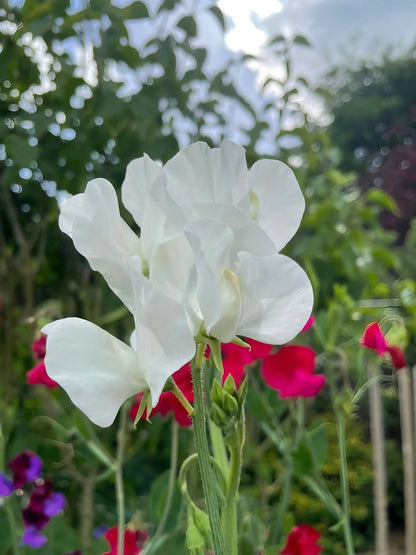 Sweet Pea Swan Lake