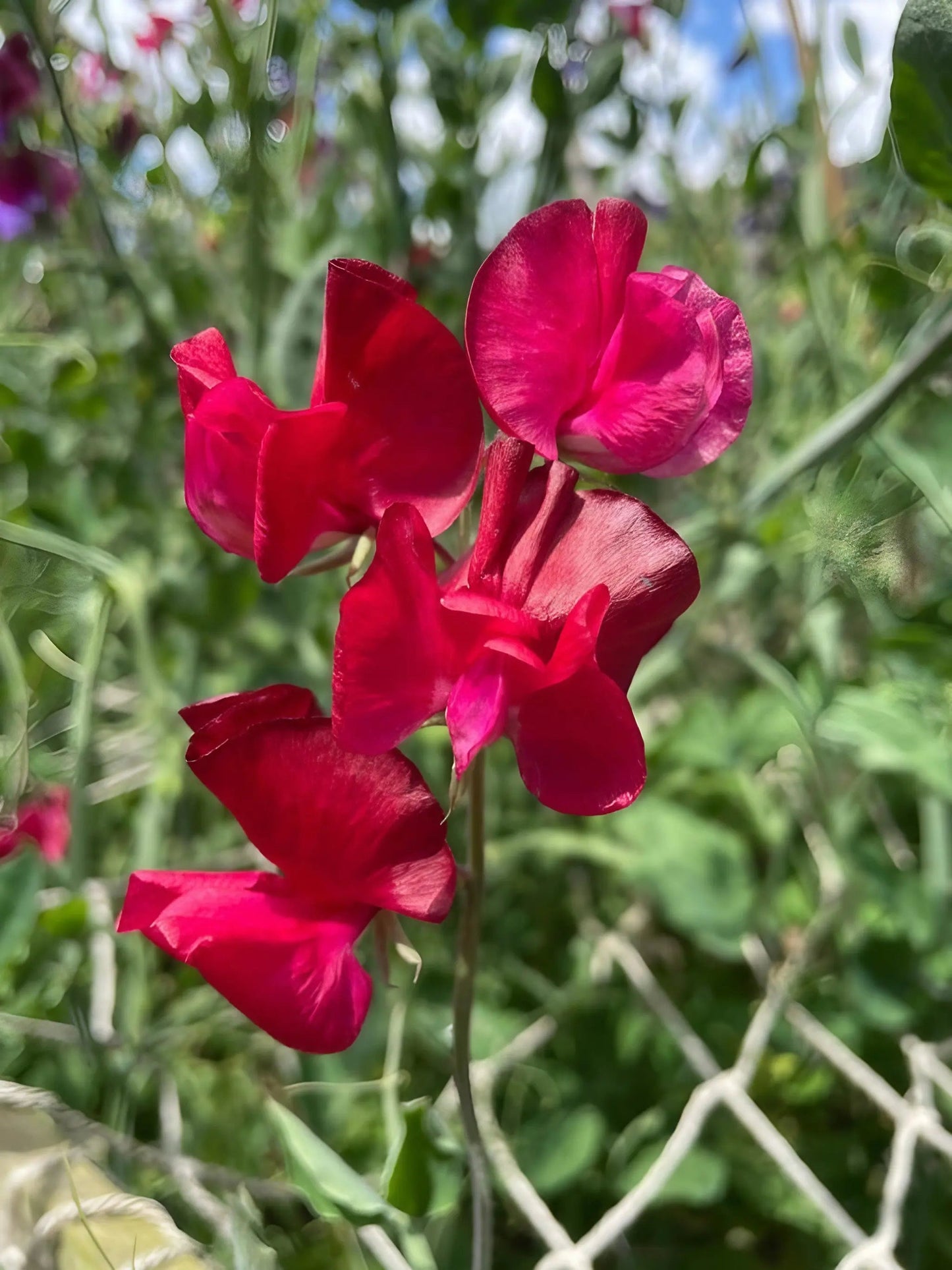 Sweet Pea Winston Churchill