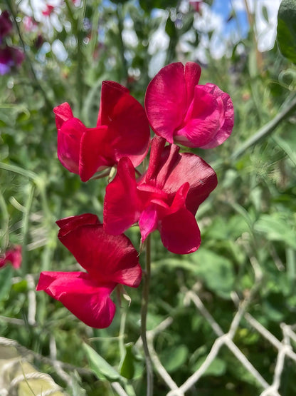 Sweet Pea Winston Churchill