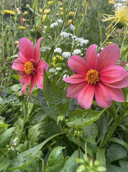 Dahlia Early Bird Mix