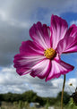 Cosmos Sensation Mixed