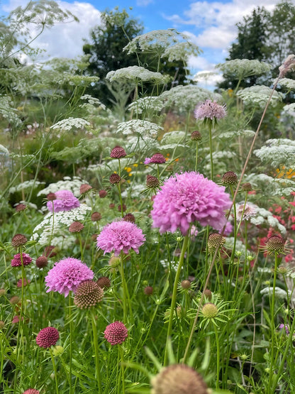 Scabious Imperial Mix