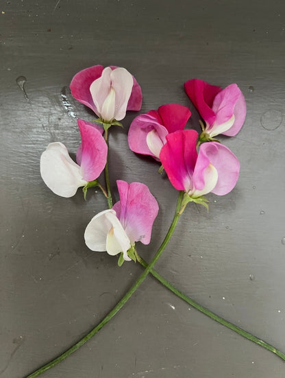Sweet Pea Parfume Promise