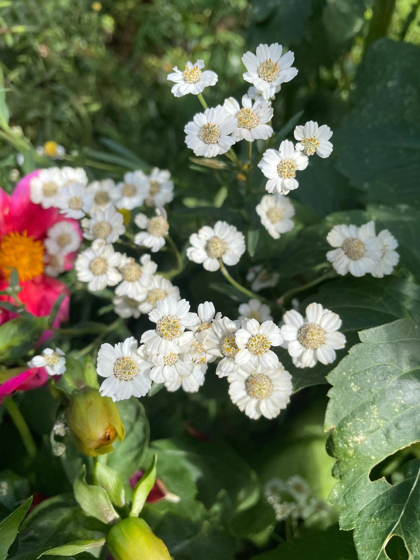 Achillea Ballerina