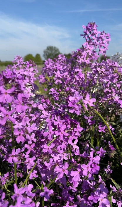 Hesperis Purple (Sweet Rocket)