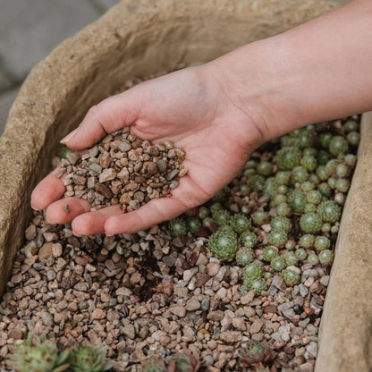 Westland Potting Grit 20kg Horticultural Grit for Plant Drainage & Soil Mix - Free Delivery