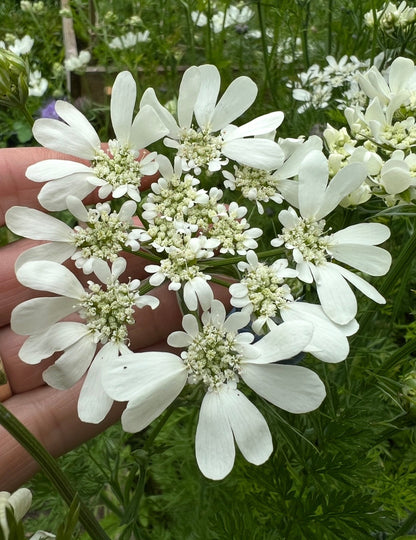 Orlaya Grandiflora