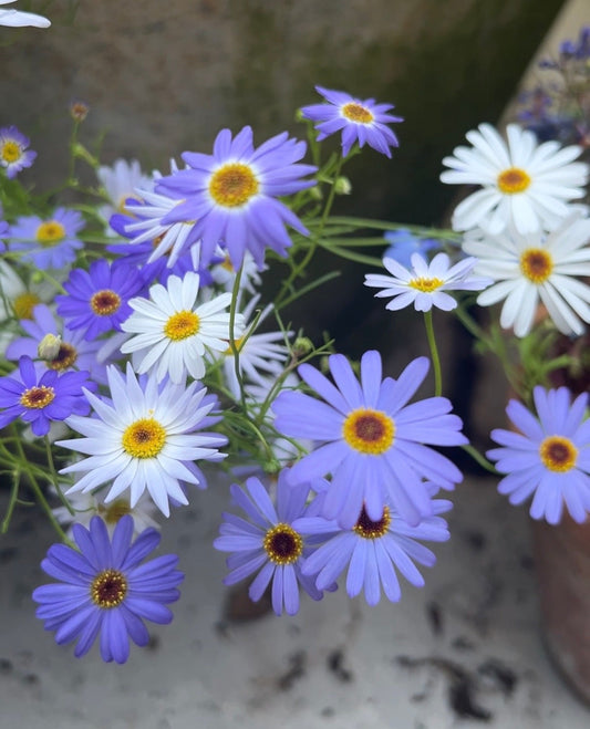 Swan River Daisies Mixed