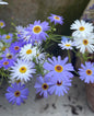 Swan River Daisies Mixed