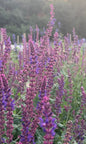 Salvia Violet Queen