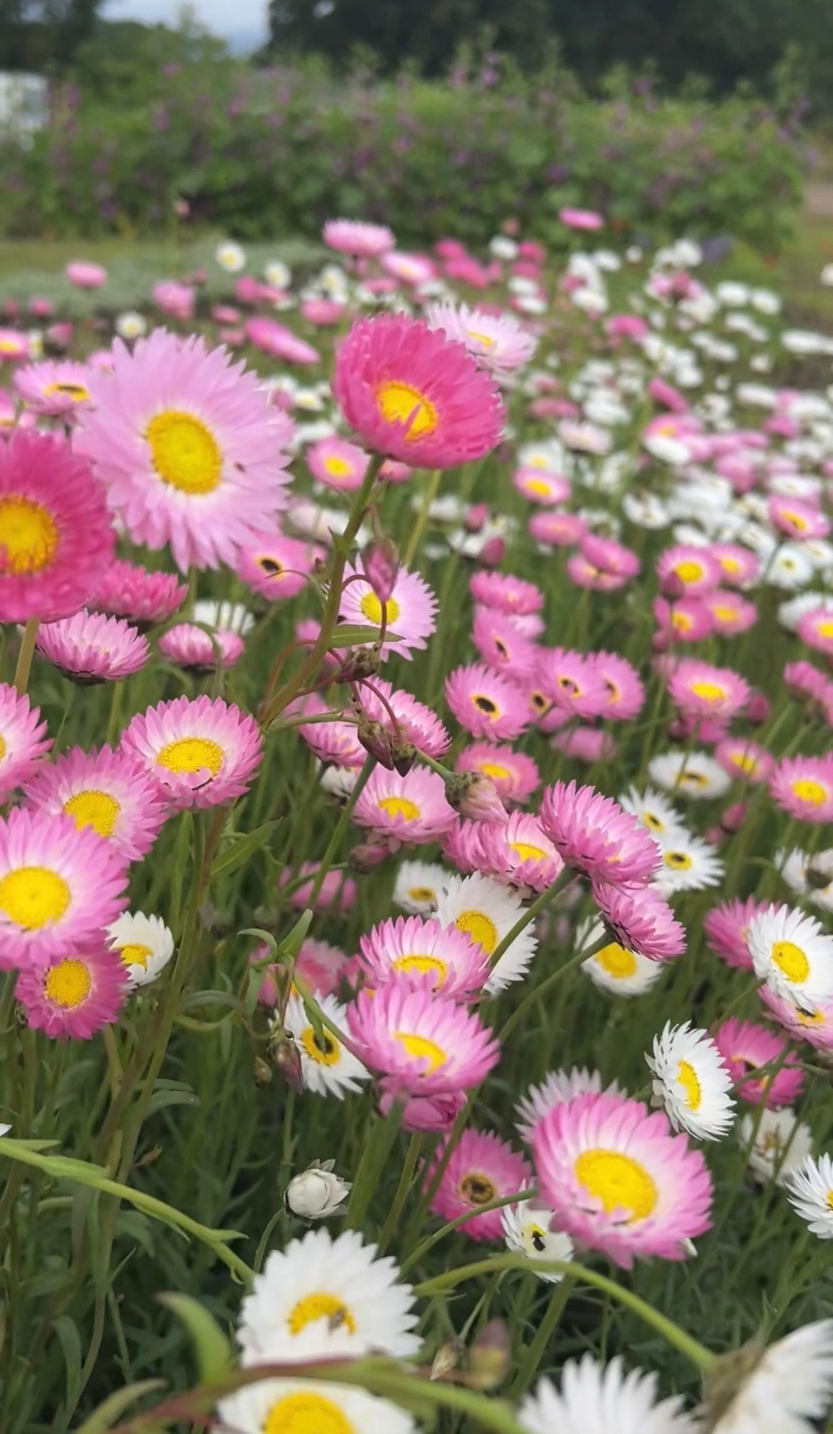 Strawflower Helipterum Roseum Mixed