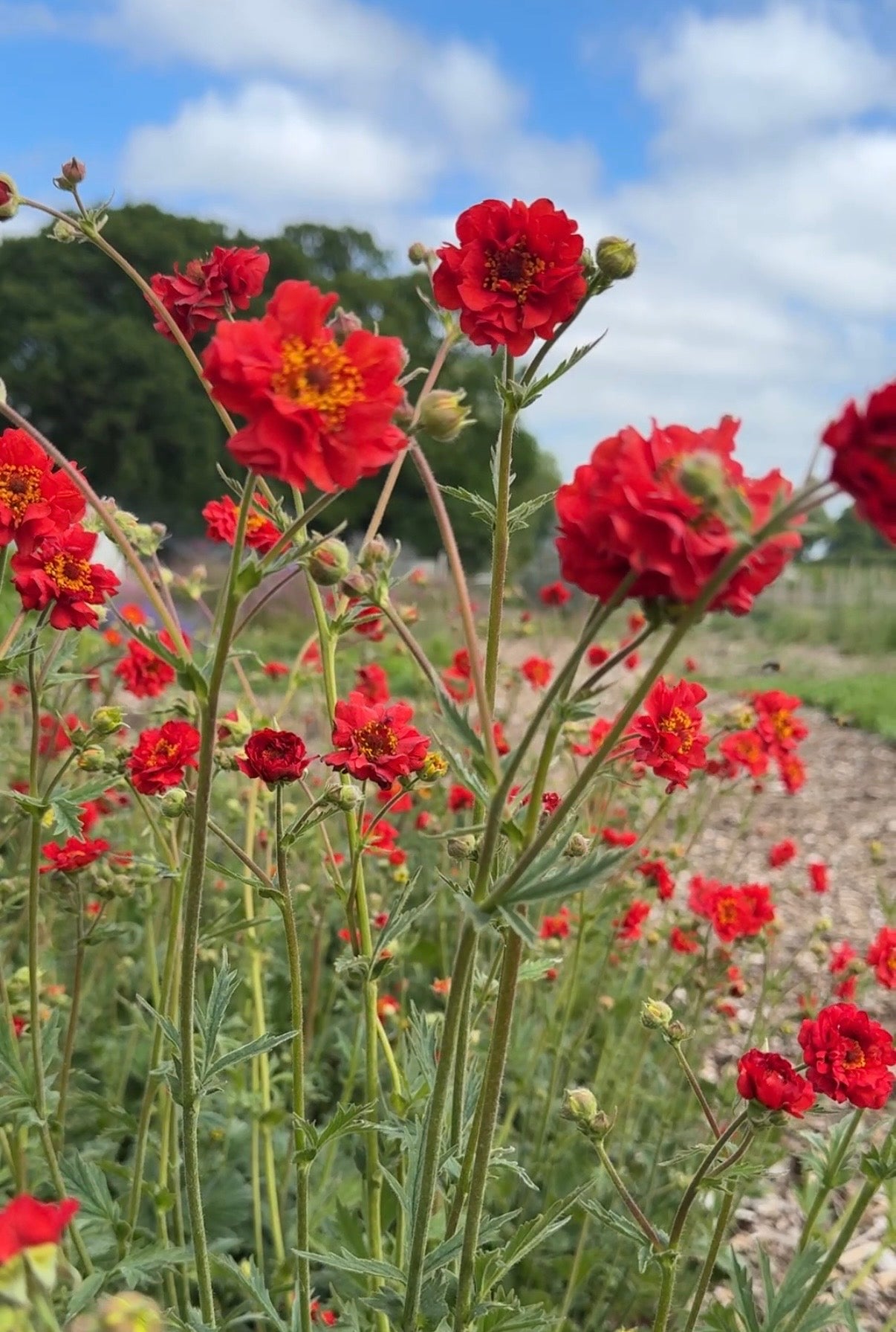 Geum Mrs Bradshaw