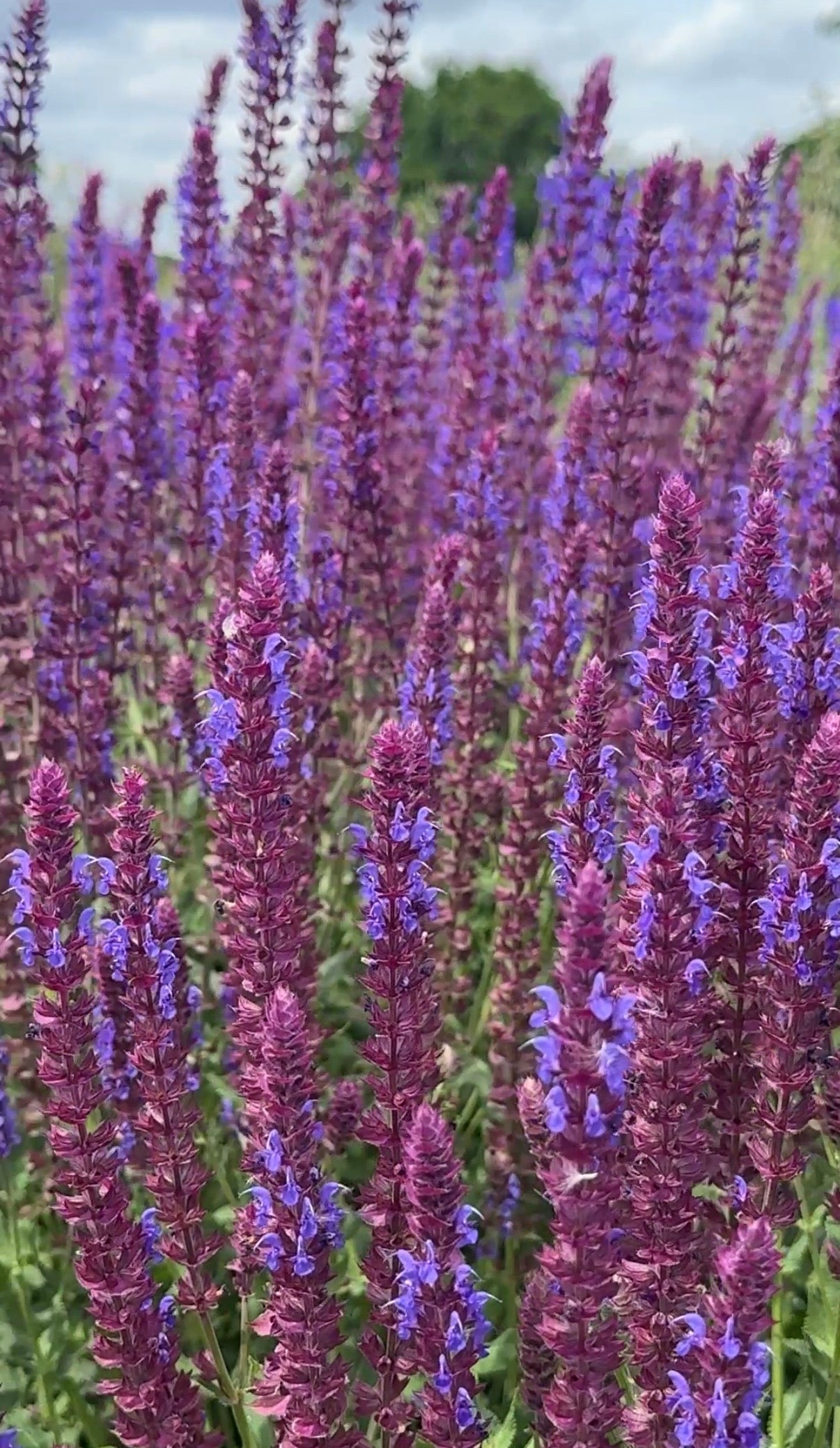 Salvia Violet Queen